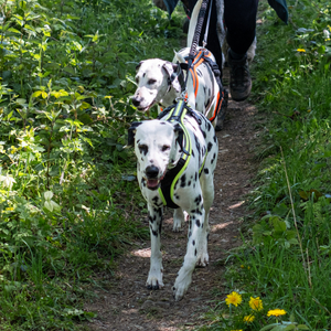 #14 - Impressionen der 11. Bergische 50 - 2026